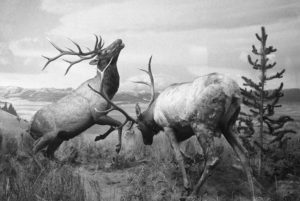 Rocky Mountin Elk Exhibit