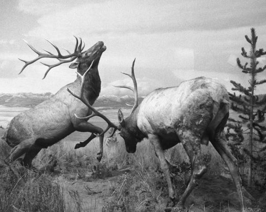 Rocky Mountin Elk Exhibit