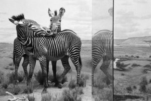 Zebra exhibit