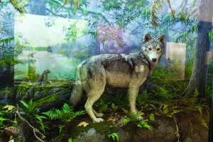 UnNatural History, Natural History