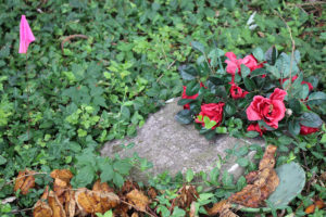 Closeup of a headstone with red flowers, surrounded by dense ivy and ground cover.
