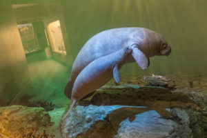 Diane Fox's art, a manatee exhibit