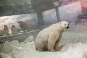 Diane Fox's art, a polar bear exhibit