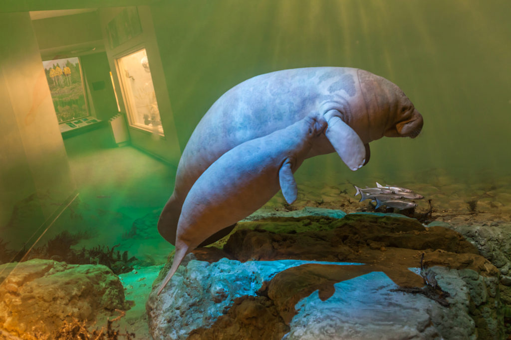 Photo of manatee in a museum