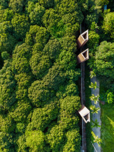 Aerial view of the Dao Mau Museum within a dense green forest with two angular brick structures emerging from the treetops. A narrow path runs alongside the structures, emphasizing their integration into the natural landscape.