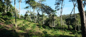 tropical agriculture